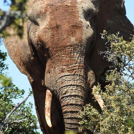 Orange Elephant Backpackers Vandrarhem Addo Exteriör bild
