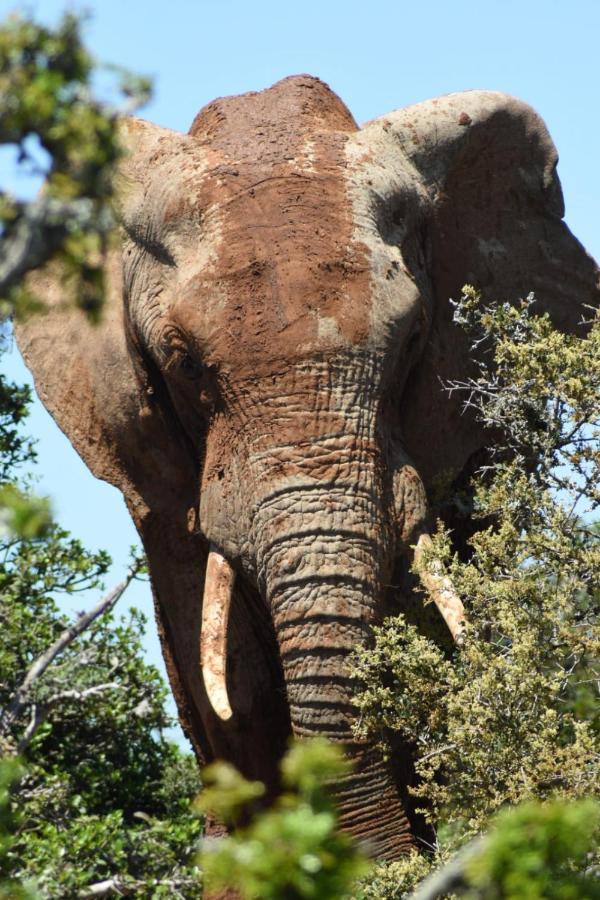 Orange Elephant Backpackers Vandrarhem Addo Exteriör bild
